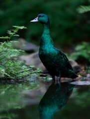 Emerald Duck in a Serene Green Haven A Stunning Portrait of Nature's Beauty.