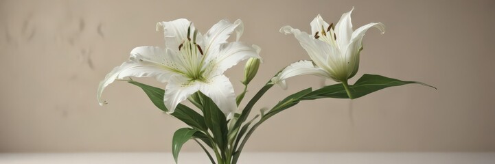 Single white lily with delicate green leaves against a neutral backdrop, detail,  passing, hope