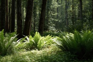 serene light forest in oregon filled with lush green ferns and dappled sunlight filtering through trees