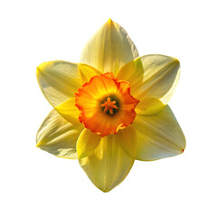 Daffodil Flower: Spring Bloom