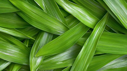 Green Leaves Closeup