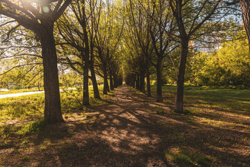 An alley of trees with an evil sun