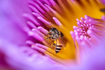 Close-up of honey bee pollinating in purple water lily flower