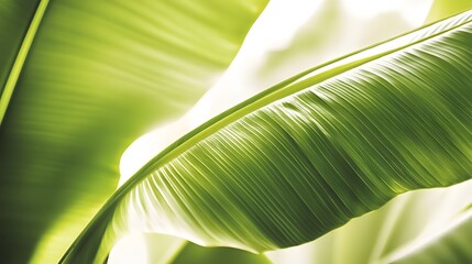 Lush banana leaf veins illuminated by sunlight.