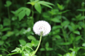 白くシンプルなタンポポの綿毛