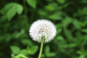 白く可憐な綿毛、タンポポ
