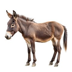 Full body donkey profile view on transparent background