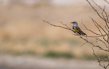 Western Kingbird perched on small tree 