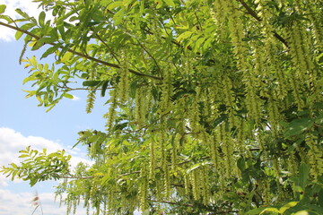 垂れ下がったシナサワグルミ