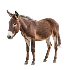 Obraz premium Brown donkey standing alone on transparent background