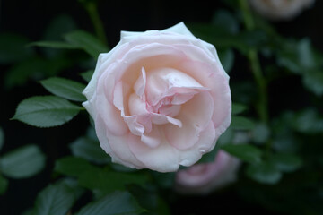 ピエールド・ドゥ・ロンサール　バラの花