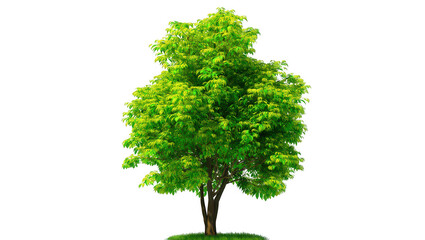 Fototapeta premium Lush Green Tree with Vibrant Foliage on Transparent Background