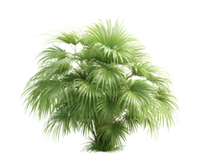 A large palm tree with green leaves