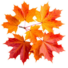 Fototapeta premium Vibrant orange and yellow autumn maple leaf isolated on a white background