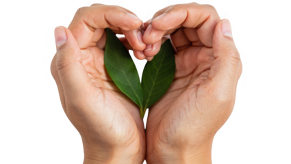 Two Hands Forming a Heart Shape Around Green Leaves on Transparent Background