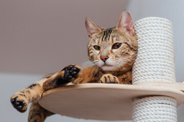 Young cute bengal cat laying on a soft cat's shelf of a cat's house indoors.