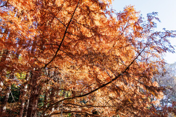 メタセコイア並木（ヒノキ科）
英名学名：Metasequoia, Dawn Redwood.
東京都文京区にある庭園
江戸時代（17世紀）からある歴史ある公園で、かつては軍の施設、そして東京大学の学者も置かれた
現在は地域の人々の憩いの場所となっている
東京都文京区小石川植物園-2024
