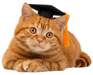 Cute orange cat with bright eyes wearing tiny graduation cap, resting comfortably. This adorable feline exudes charm and playfulness, perfect for celebrating achievements