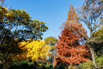 Fototapeta premium メタセコイア並木（ヒノキ科） 銀杏並木。イチョウ（イチョウ科）。 英名学名：Metasequoia, Dawn Redwood. maidenhair tree, ginkgo, Ginkgo biloba. 東京都文京区にある庭園 江戸時代（17世紀）からある歴史ある公園で、かつては軍の施設、そして東京大学の学者も置かれた 東京都文京区小石川植物園-2024 