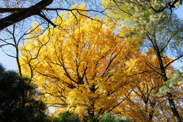 銀杏並木。
イチョウ（イチョウ科）。
英名学名：maidenhair tree, ginkgo, Ginkgo biloba.
東京都文京区にある庭園
江戸時代（17世紀）からある歴史ある公園で、かつては軍の施設、そして東京大学の学者も置かれた
現在は地域の人々の憩いの場所となっている
東京都文京区小石川植物園-2024
