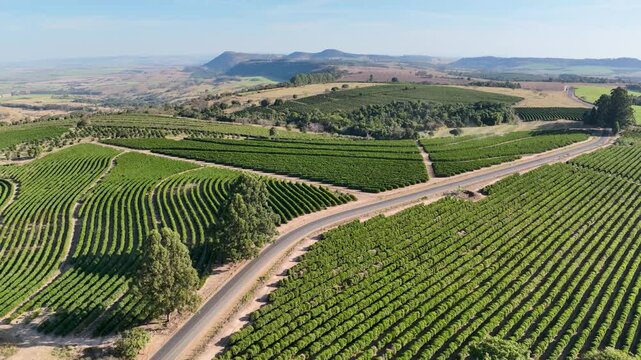 Vineyard Field In Ribeirao Preto Sao Paulo Brazil. Birds Eye View Of Cultivation Field In The Farming Scenery. Nature Sky Sky Forest. Nature Agronomy Rural Horizon. Ribeirao Preto Sao Paulo.