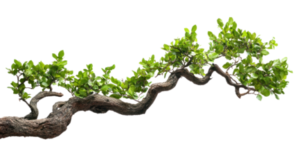Bonsai tree branch with vibrant green leaves on a white isolated background.
