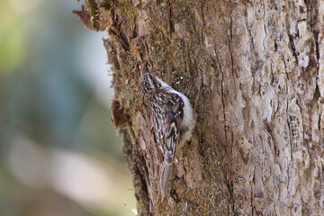 Fototapeta premium Eurasian Treecreeper that are rarely seen