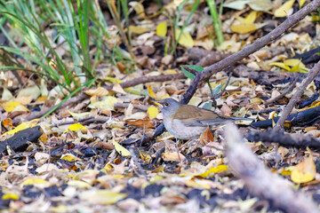 餌を探す可愛いシロハラ（ヒタキ科）
英名学名：Pale Thrush (Turdus pallidus, family comprising thrushes)
東京都文京区にある庭園
江戸時代（17世紀）からある歴史ある公園で、かつては軍の施設、そして東京大学の学者も置かれた
現在は地域の人々の憩いの場所となっている
東京都文京区小石川植物園-2024
