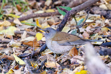 餌を探す可愛いシロハラ（ヒタキ科）
英名学名：Pale Thrush (Turdus pallidus, family comprising thrushes)
東京都文京区にある庭園
江戸時代（17世紀）からある歴史ある公園で、かつては軍の施設、そして東京大学の学者も置かれた
現在は地域の人々の憩いの場所となっている
東京都文京区小石川植物園-2024
