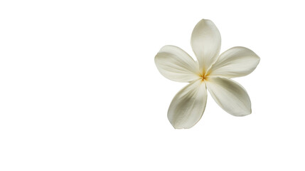 Obraz premium Delicate white plumeria flower on a black background, showcasing its beautiful petals.