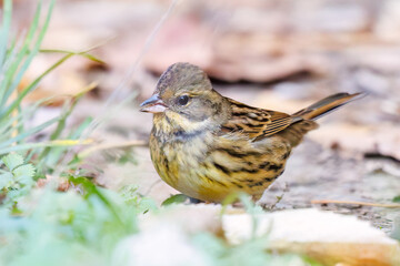 餌を探す可愛いアオジ（ホオジロ科）
英名学名：Grey tailed Tattler (Emberiza...