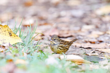 餌を探す可愛いアオジ（ホオジロ科）
英名学名：Grey tailed Tattler (Emberiza...