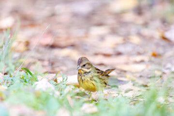 餌を探す可愛いアオジ（ホオジロ科）
英名学名：Grey tailed Tattler (Emberiza...