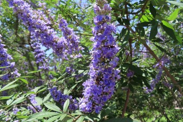 Obraz premium Chaste Tree (Vitex agnus-castus) blooming in the garden in Florida nature 