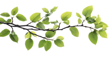 Obraz premium Fresh green leaves on a twig, isolated on a white background.