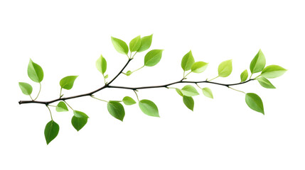 Obraz premium Green leafy branch isolated on a white background for natural decoration or botanical design.