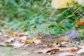餌を探す可愛いアオジ（ホオジロ科）
英名学名：Grey tailed Tattler (Emberiza...
