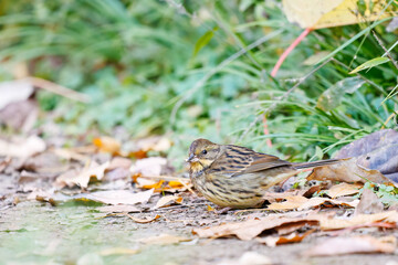 餌を探す可愛いアオジ（ホオジロ科）
英名学名：Grey tailed Tattler (Emberiza...