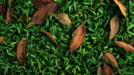 Grass with Dry Leaves Texture : Suitable for Be Used as Background and Content in Any Project (Print, Graphic Design, Blog Posts, Social Media Posts or Website Related to Environment Theme)