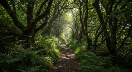 Obraz premium Serene Forest Trail: A captivating trail winds through a lush, verdant forest. The sunlight dapples through the canopy, illuminating the path and creating an enchanting atmosphere.