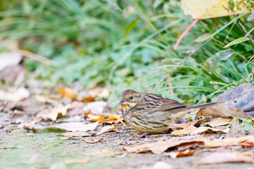 餌を探す可愛いアオジ（ホオジロ科）
英名学名：Grey tailed Tattler (Emberiza...