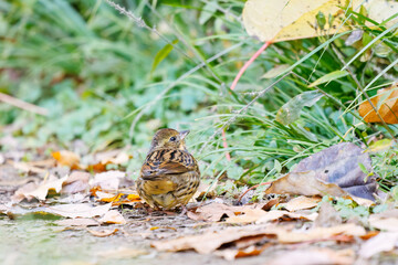 餌を探す可愛いアオジ（ホオジロ科）
英名学名：Grey tailed Tattler (Emberiza spodocephala)
東京都文京区にある庭園
江戸時代（17世紀）からある歴史ある公園で、かつては軍の施設、そして東京大学の学者も置かれた
現在は地域の人々の憩いの場所となっている
東京都文京区小石川植物園-2024
