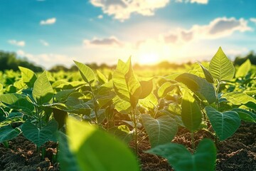 Fototapeta premium Young green plants growing in fertile soil under a bright sunny sky with soft clouds, evoking a sense of growth and freshness in nature