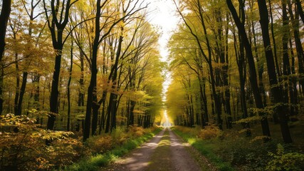 Fototapeta premium Serene Autumnal Forest Path A Sunlit Woodland Road