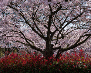 Japanese Pink Cherry Blossom tree. Beautiful large pink flowers opened on branches of profusely blooming