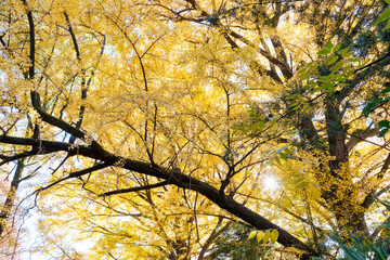 銀杏並木。
イチョウ（イチョウ科）。
英名学名：maidenhair tree, ginkgo, Ginkgo biloba.
東京都文京区にある庭園
江戸時代（17世紀）からある歴史ある公園で、かつては軍の施設、そして東京大学の学者も置かれた
現在は地域の人々の憩いの場所となっている
東京都文京区小石川植物園-2024
