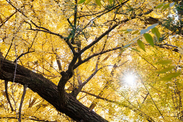 銀杏並木。
イチョウ（イチョウ科）。
英名学名：maidenhair tree, ginkgo, Ginkgo biloba.
東京都文京区にある庭園
江戸時代（17世紀）からある歴史ある公園で、かつては軍の施設、そして東京大学の学者も置かれた
現在は地域の人々の憩いの場所となっている
東京都文京区小石川植物園-2024
