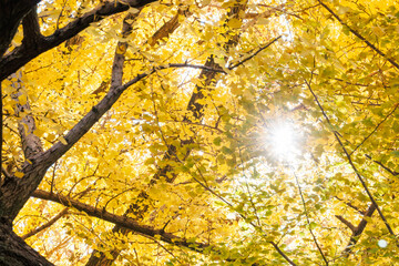 銀杏並木。
イチョウ（イチョウ科）。
英名学名：maidenhair tree, ginkgo, Ginkgo biloba.
東京都文京区にある庭園
江戸時代（17世紀）からある歴史ある公園で、かつては軍の施設、そして東京大学の学者も置かれた
現在は地域の人々の憩いの場所となっている
東京都文京区小石川植物園-2024
