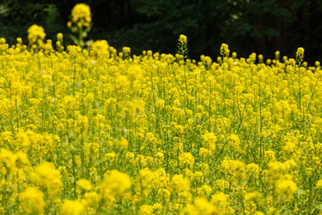 Obraz premium 日本の風景・夏 北海道中富良野町 キカラシの花畑