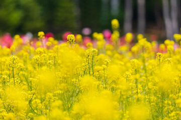 日本の風景・夏　北海道中富良野町　キカラシの花畑